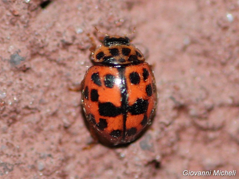 Coccinellidae: Oenopia conglobata